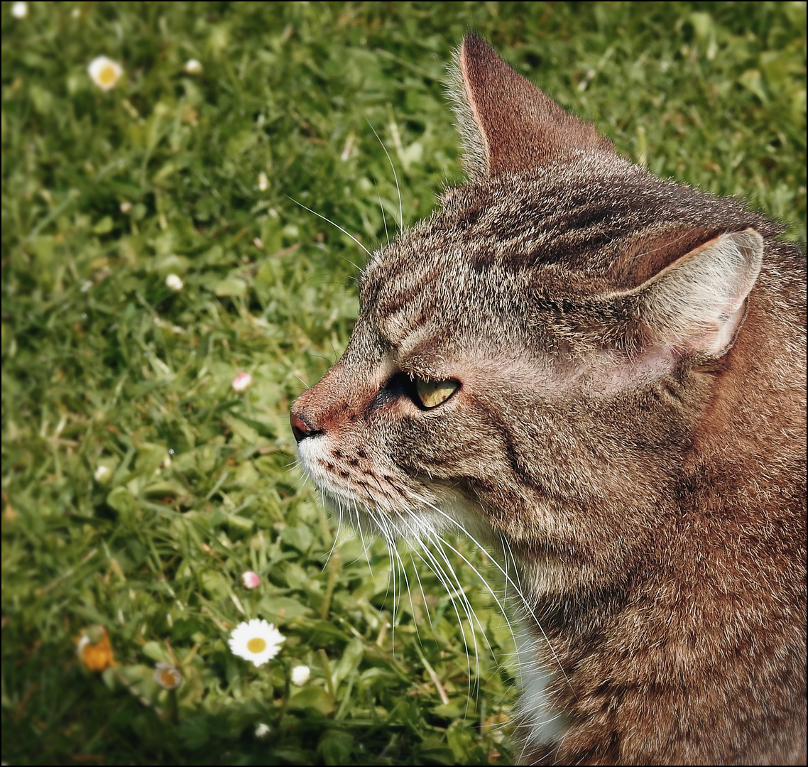 Wiesenkater Tobi