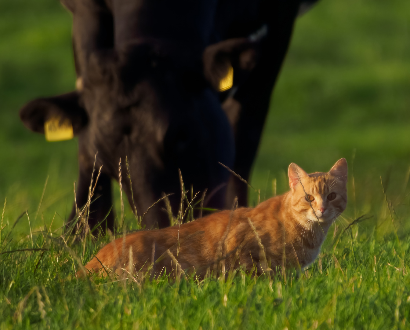 Wiesenkatze in der Abendsonne