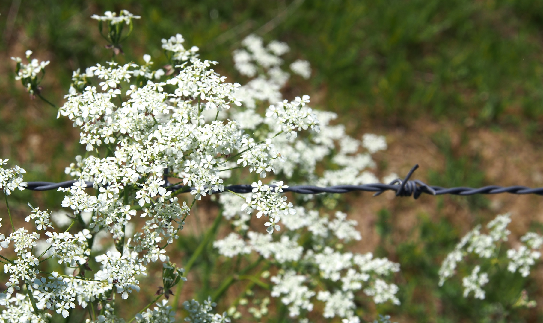 Wiesenkerbel