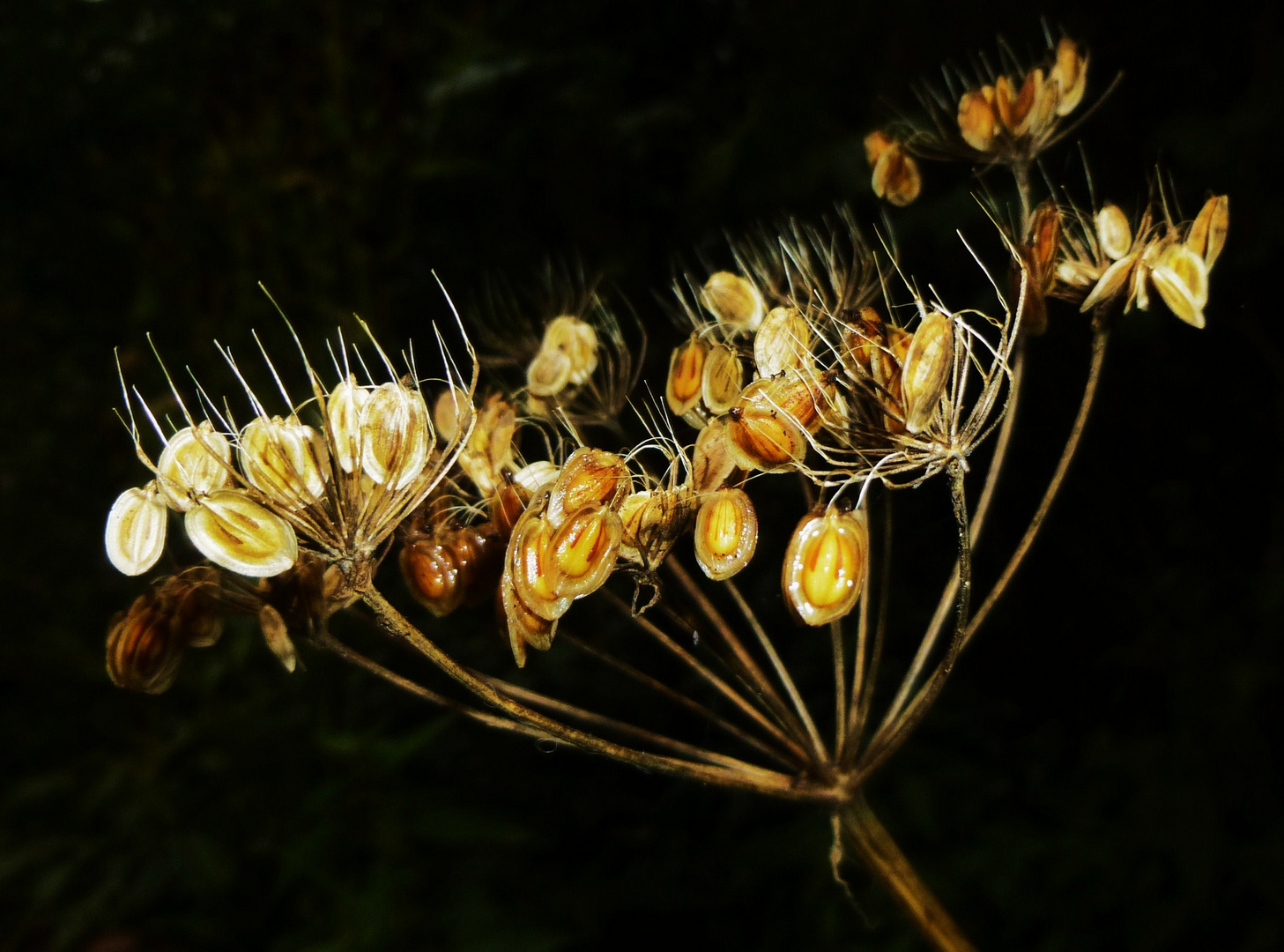 Wiesenkerbel