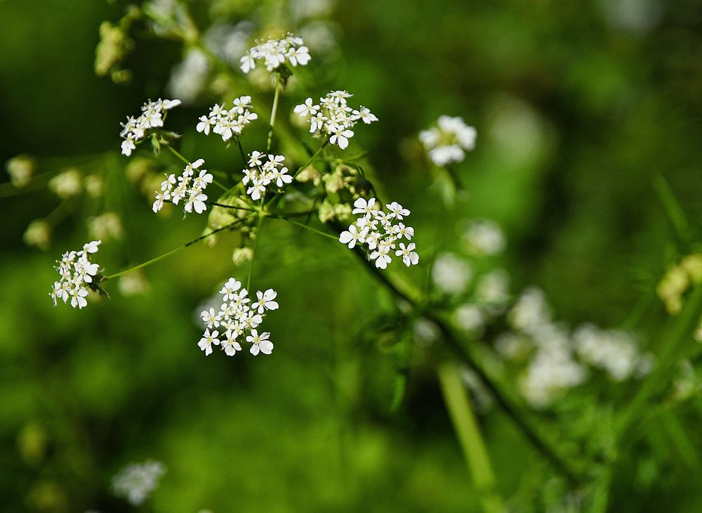 Wiesenkerbel