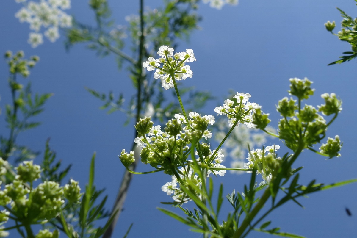 Wiesenkerbel 