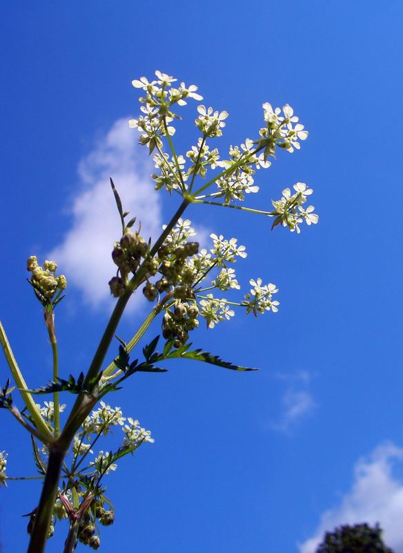 Wiesenkerbel