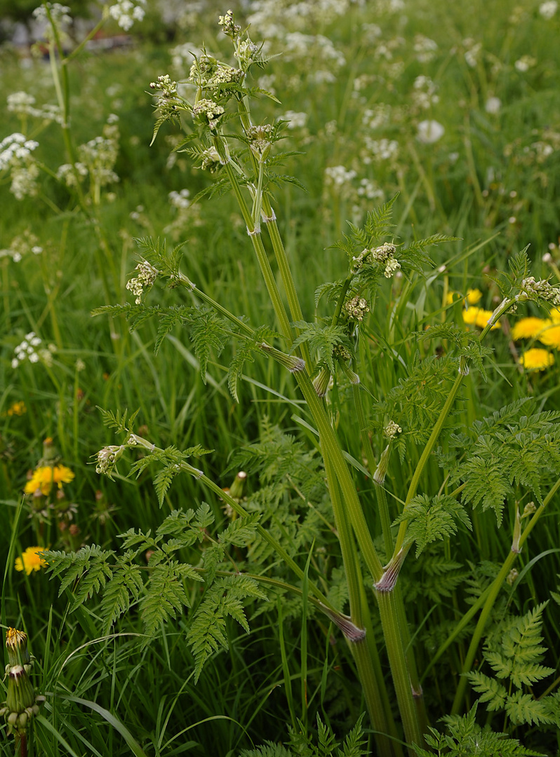 Wiesenkerbel (Anthriscus sylvestris) lt. biologischer Expertise 