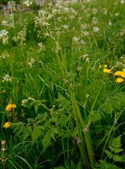 Wiesenkerbel (Anthriscus sylvestris) lt. biologischer Expertise 