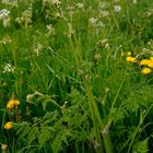 Wiesenkerbel (Anthriscus sylvestris) lt. biologischer Expertise 