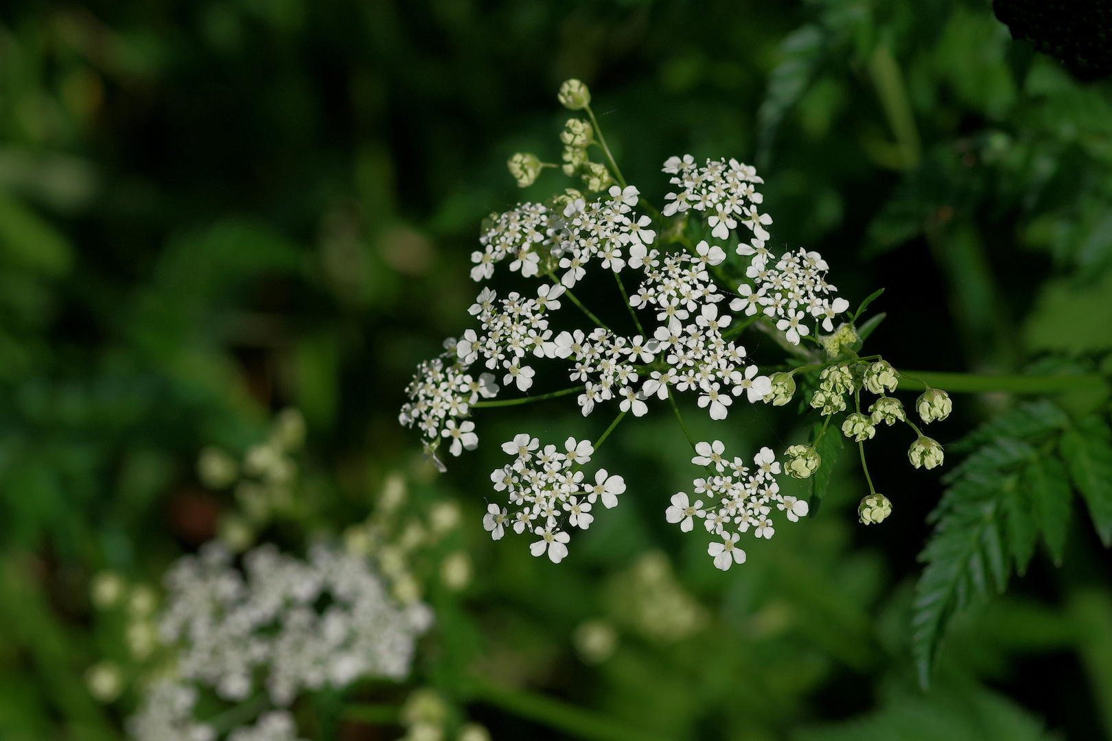 Wiesenkerbel die Zweite