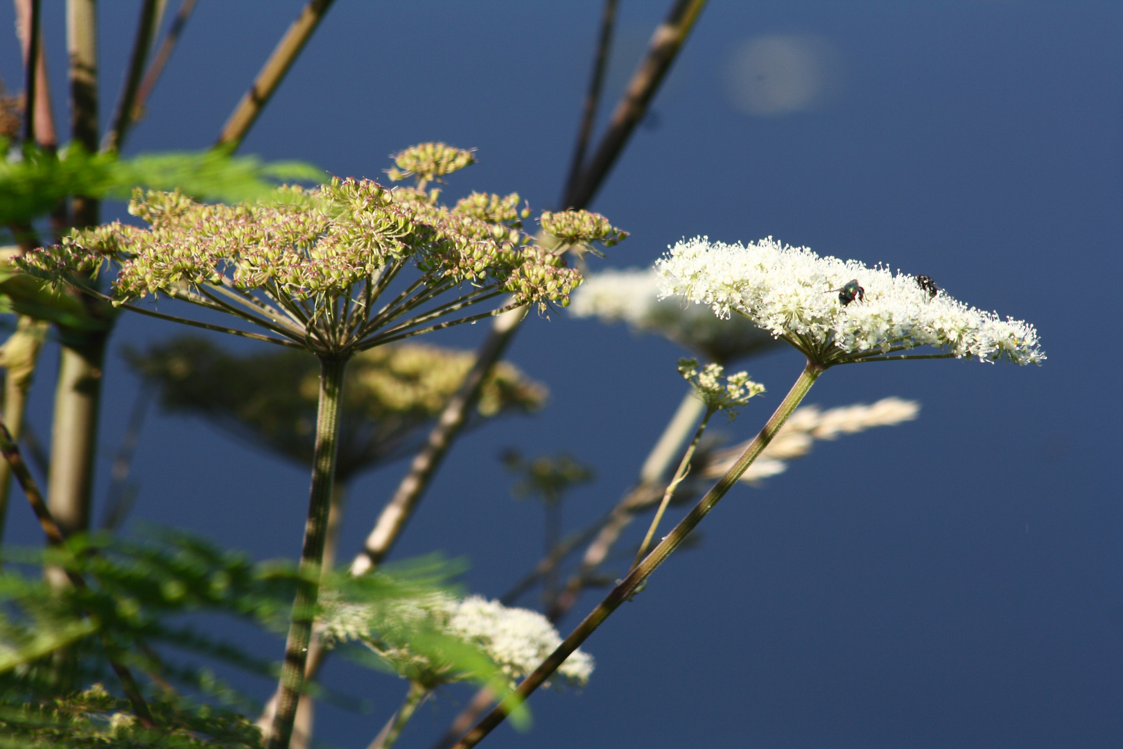 Wiesenkerbel?