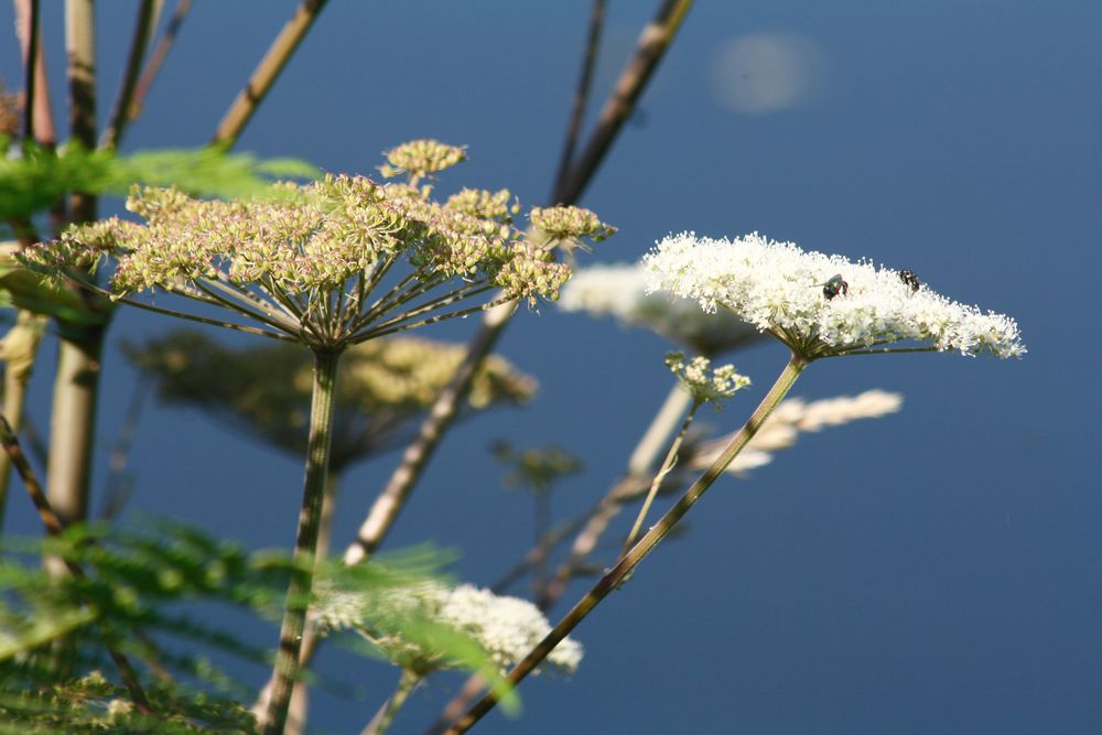 Wiesenkerbel?