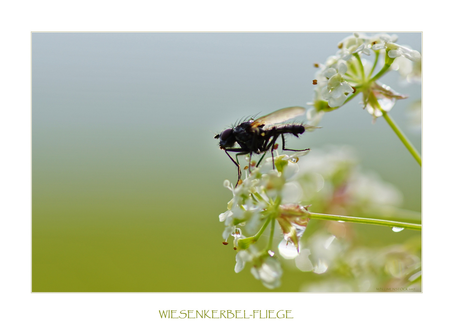 Wiesenkerbel-Fliege