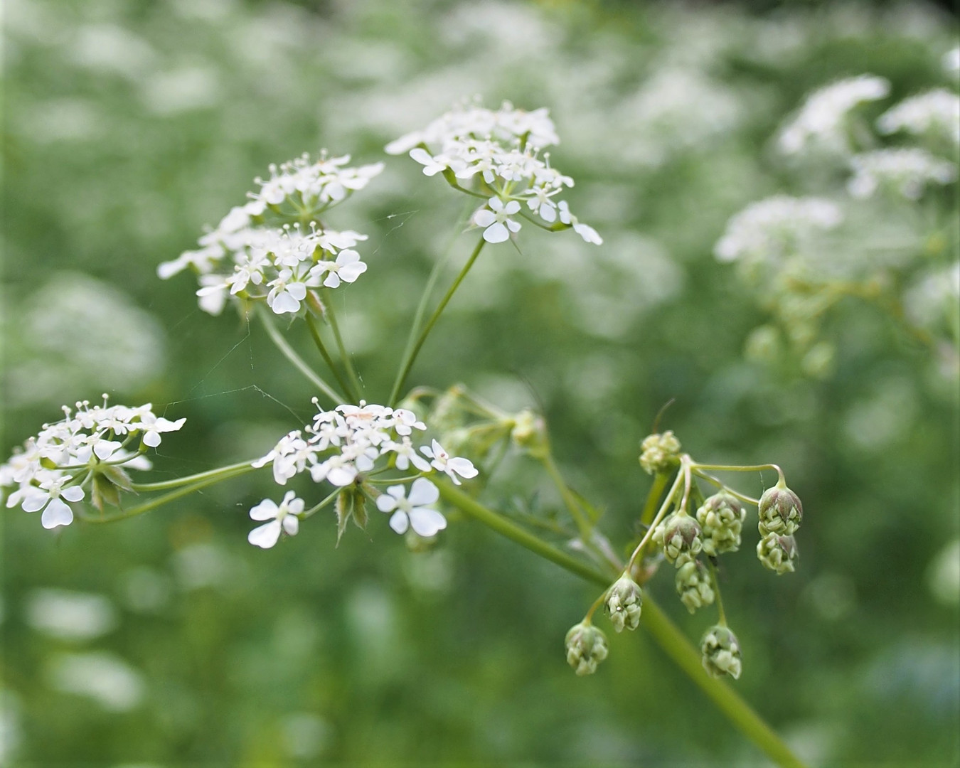 Wiesenkerbel II