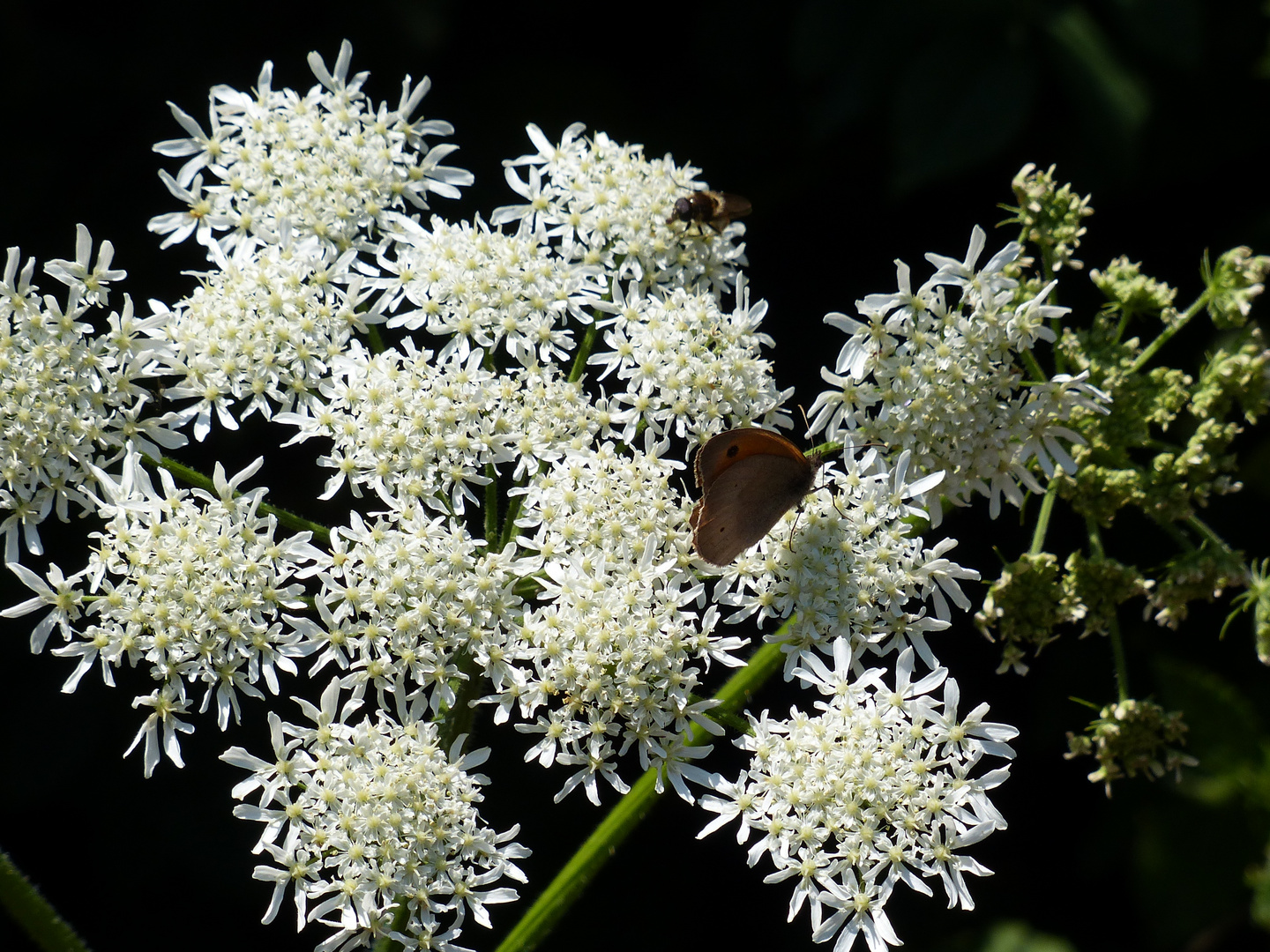 Wiesenkerbel mit Besucher