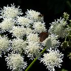 Wiesenkerbel mit Besucher