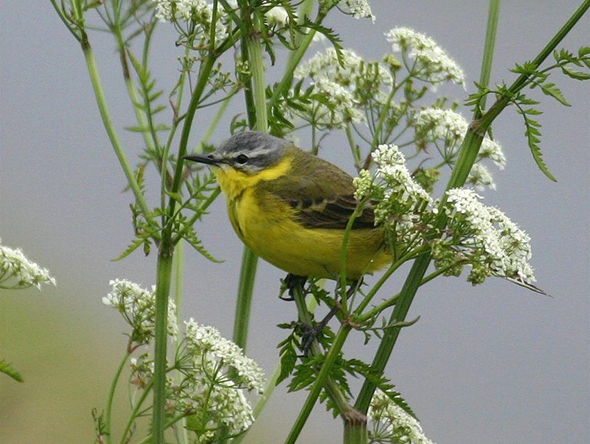 Wiesenkerbel mit Zitrone