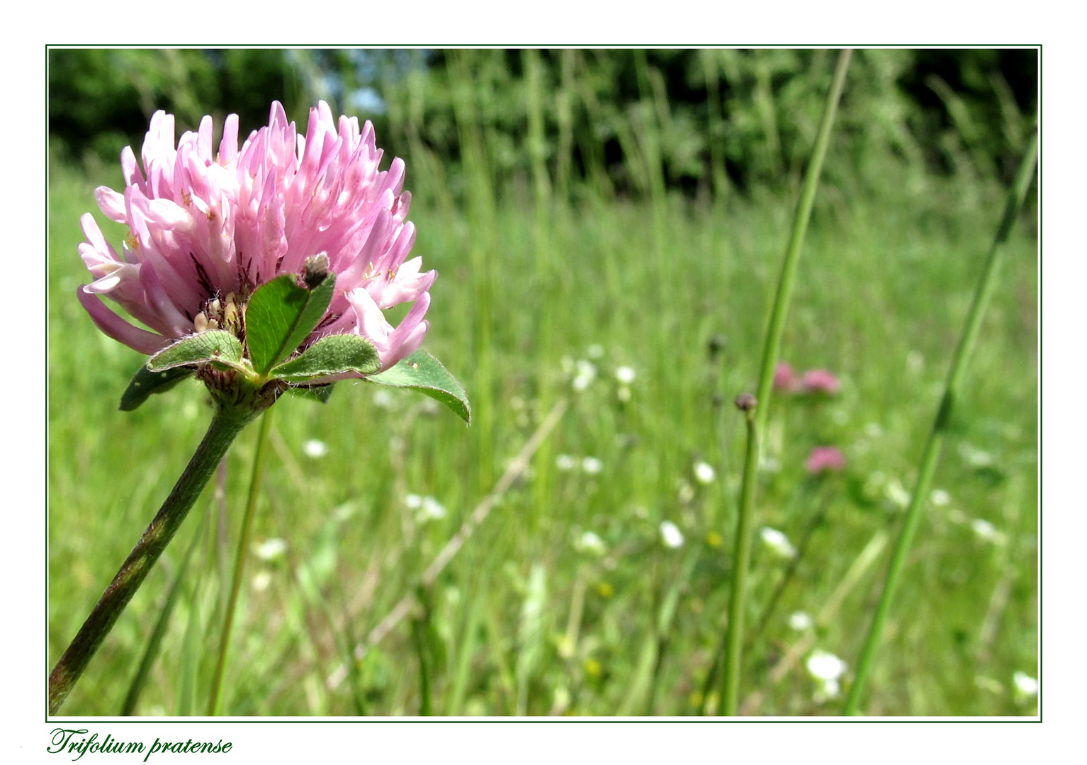 Wiesenklee