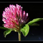 Wiesenklee auf schwarzem Hintergrund