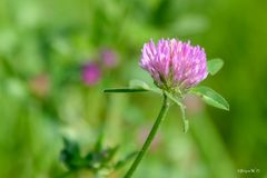 Wiesenklee
