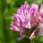 Wiesenklee Blüte