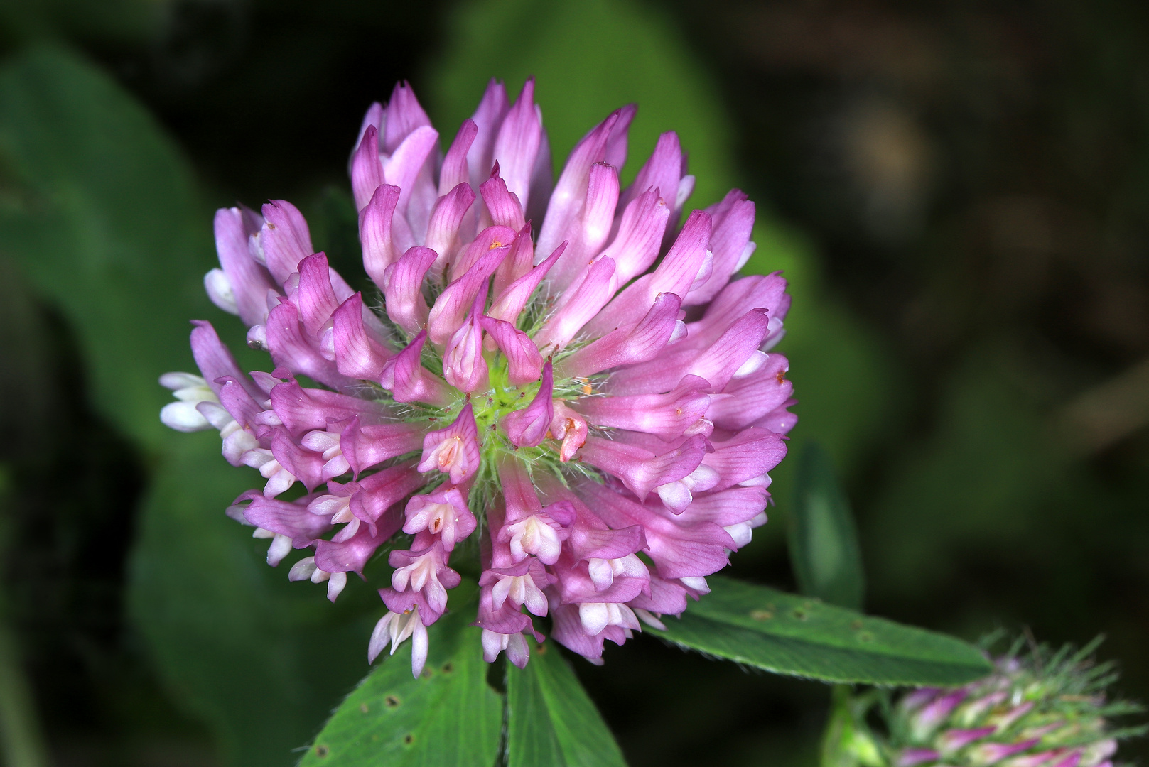 Wiesenklee, Blütenstand, Trifolium pratense