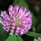 Wiesenklee, Blütenstand, Trifolium pratense