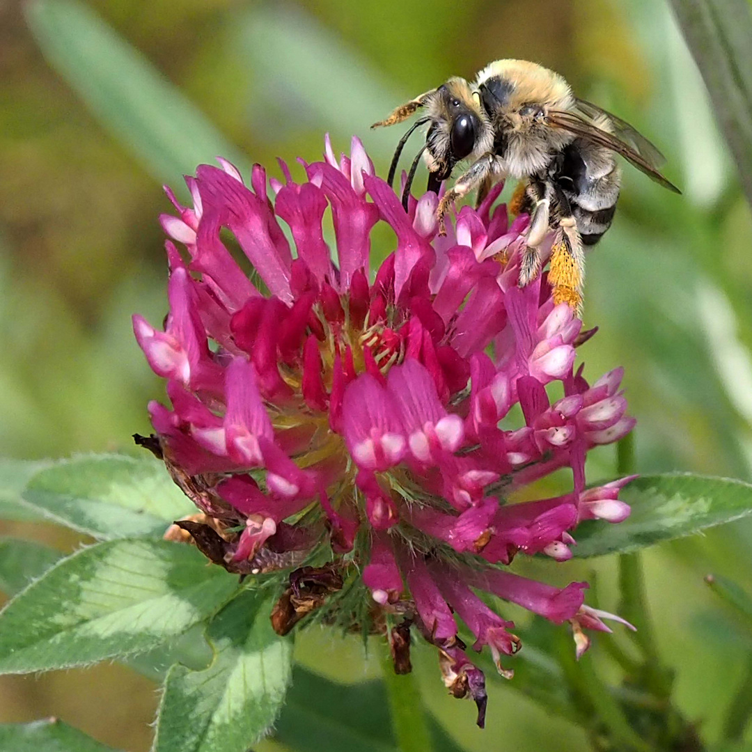 Wiesenklee mit Mai Langhornbiene (Eucera nigrescens)