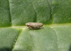 Wiesenkleezirpe (Euscelis incisus) auf Rhabarber