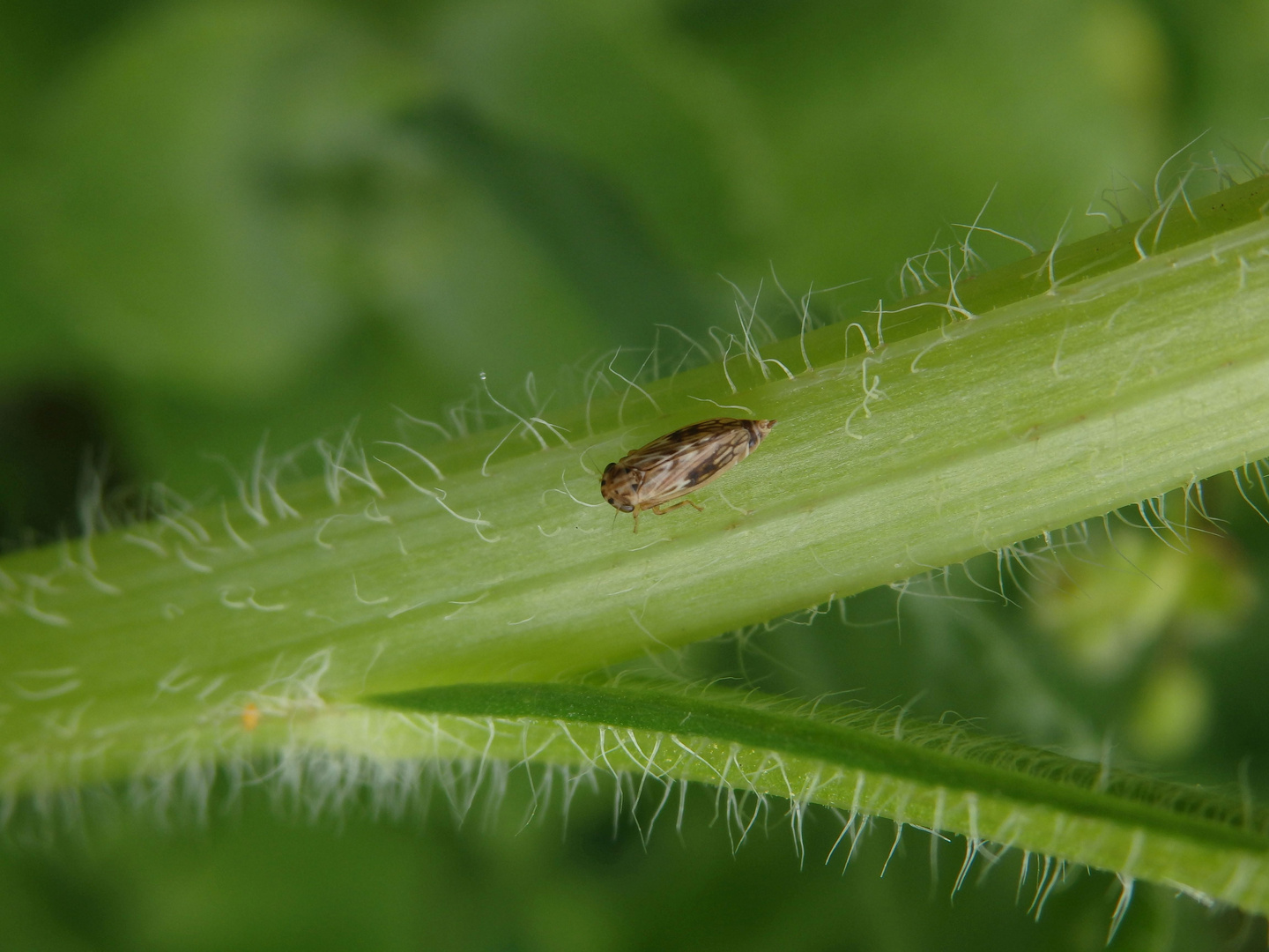 Wiesenkleezirpe (Euscelis incisus) im heimischen Garten