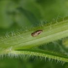 Wiesenkleezirpe (Euscelis incisus) im heimischen Garten