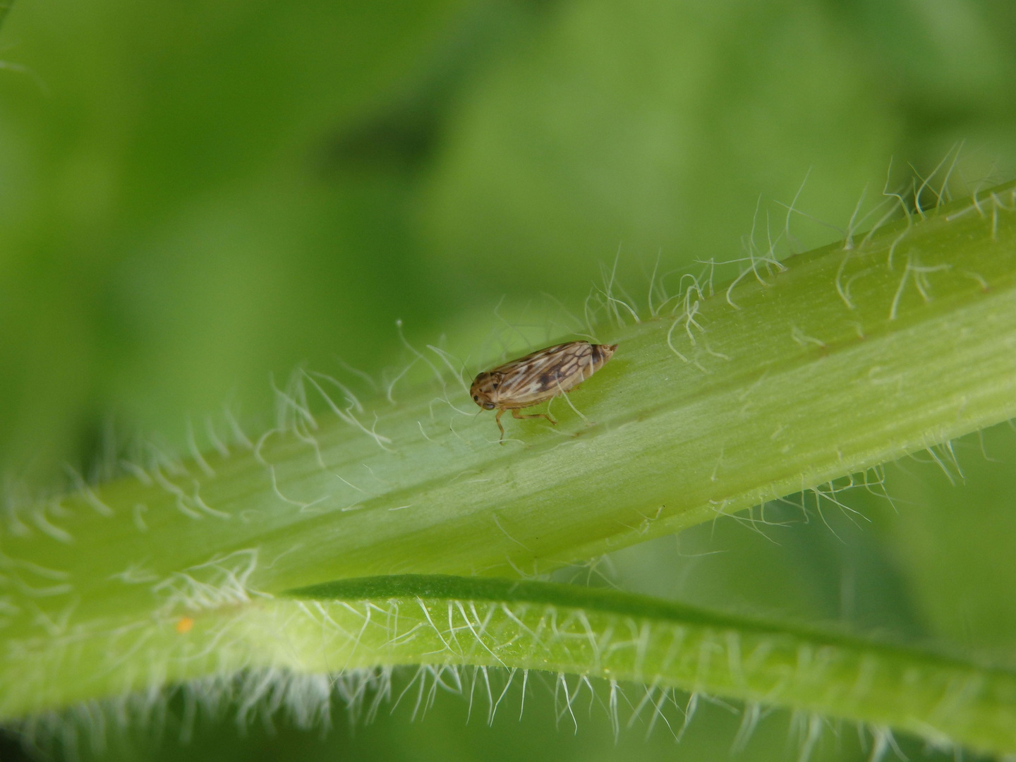 Wiesenkleezirpe (Euscelis incisus) im heimischen Garten