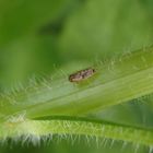 Wiesenkleezirpe (Euscelis incisus) im heimischen Garten