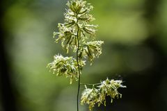 Wiesenknäulgras im Gegenlicht