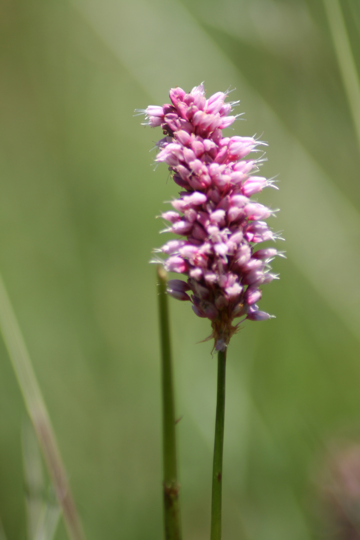 Wiesenknöterich?