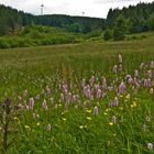 Wiesenknöterich