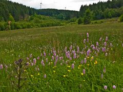 Wiesenknöterich