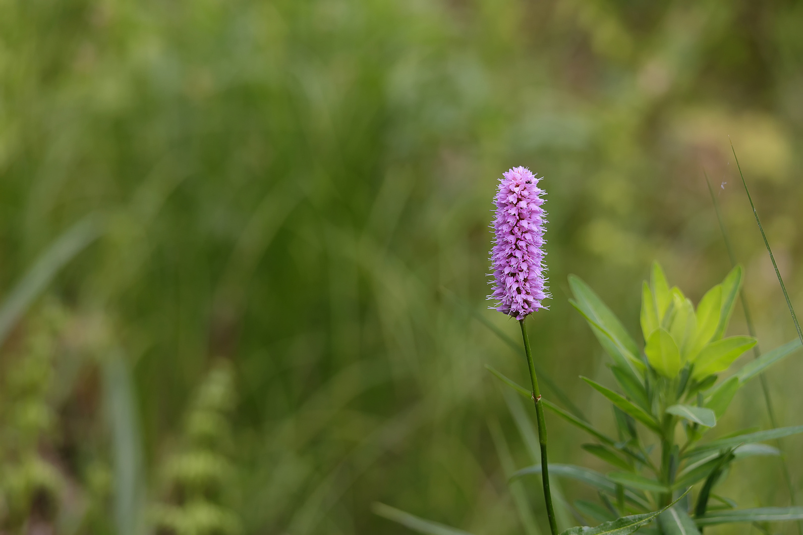 Wiesenknöterich