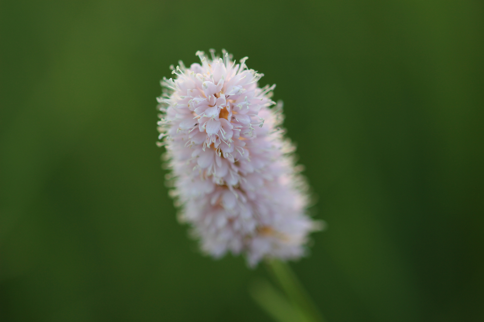 Wiesenknöterich