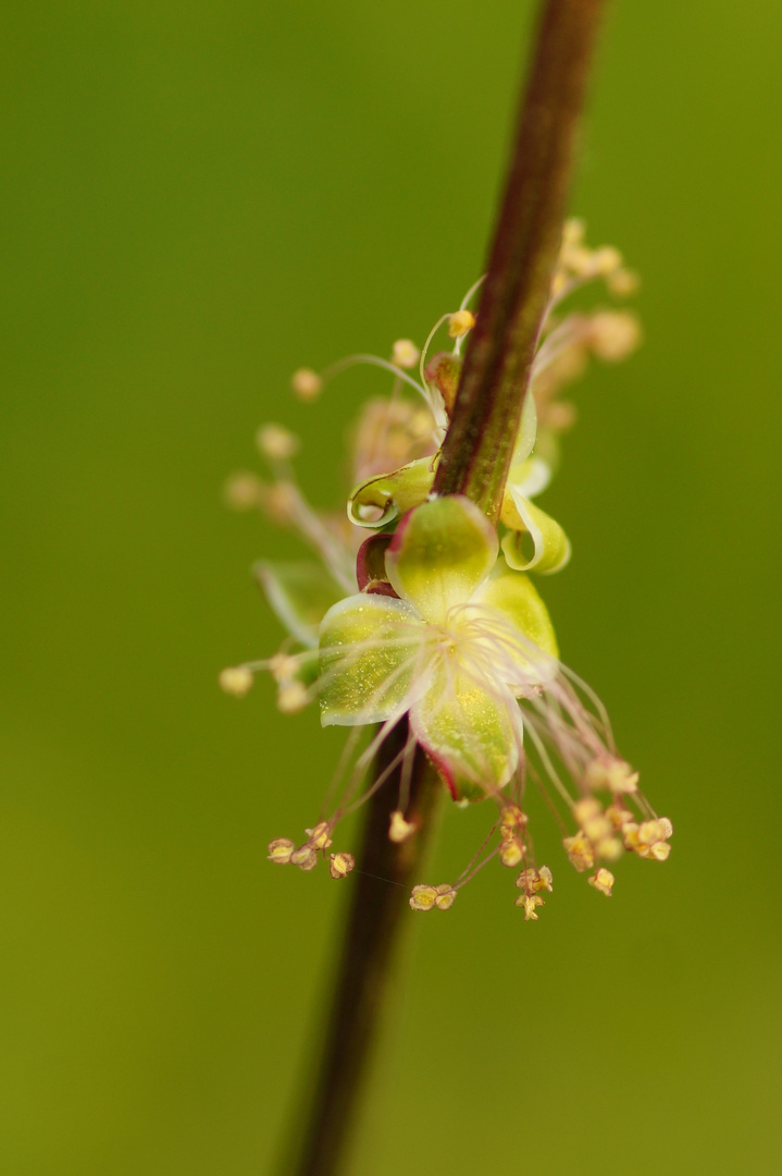 Wiesenknopf