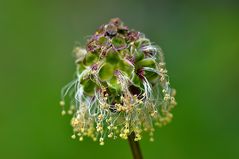 Wiesenknopf