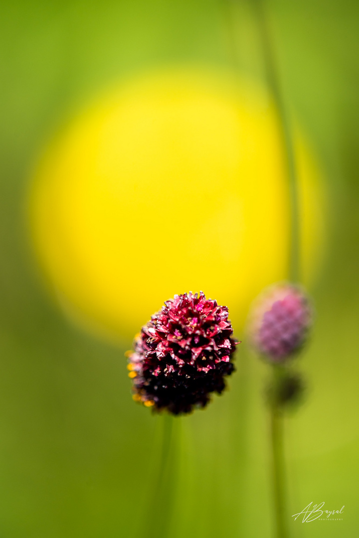 Wiesenknopf