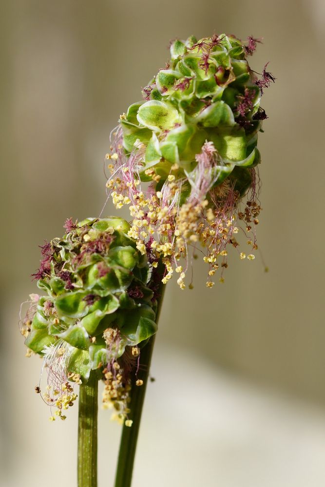 Wiesenknopf