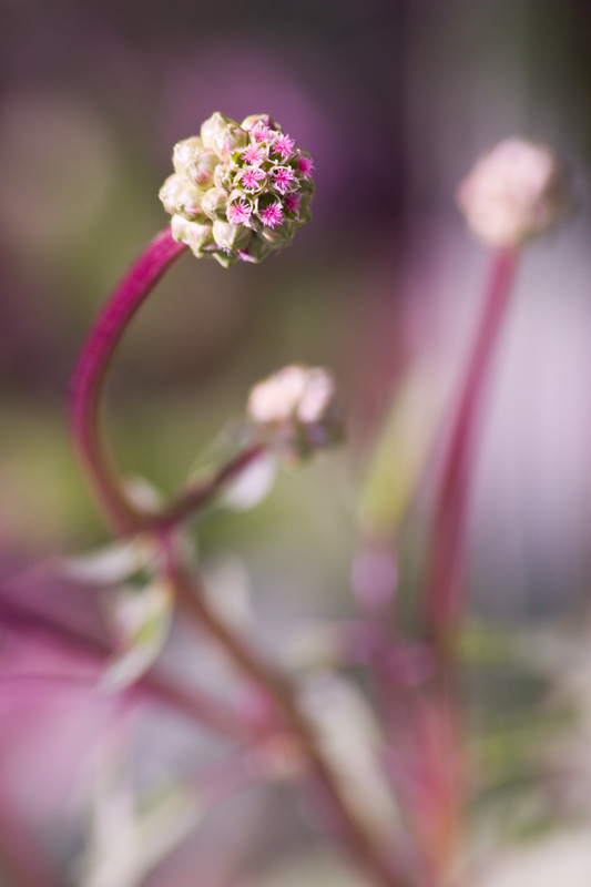 Wiesenknopf