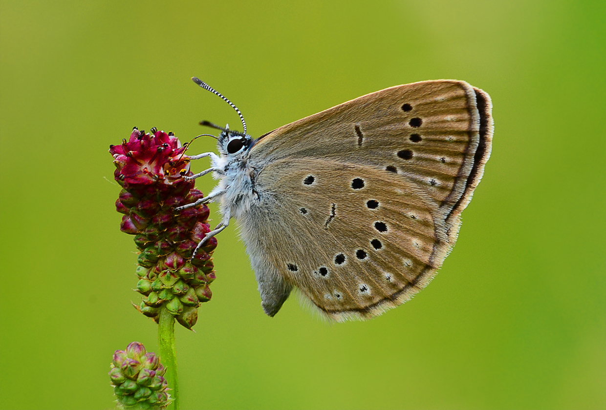 Wiesenknopf-Ameisenbläuling