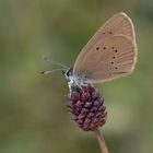 Wiesenknopf-Ameisenbläuling