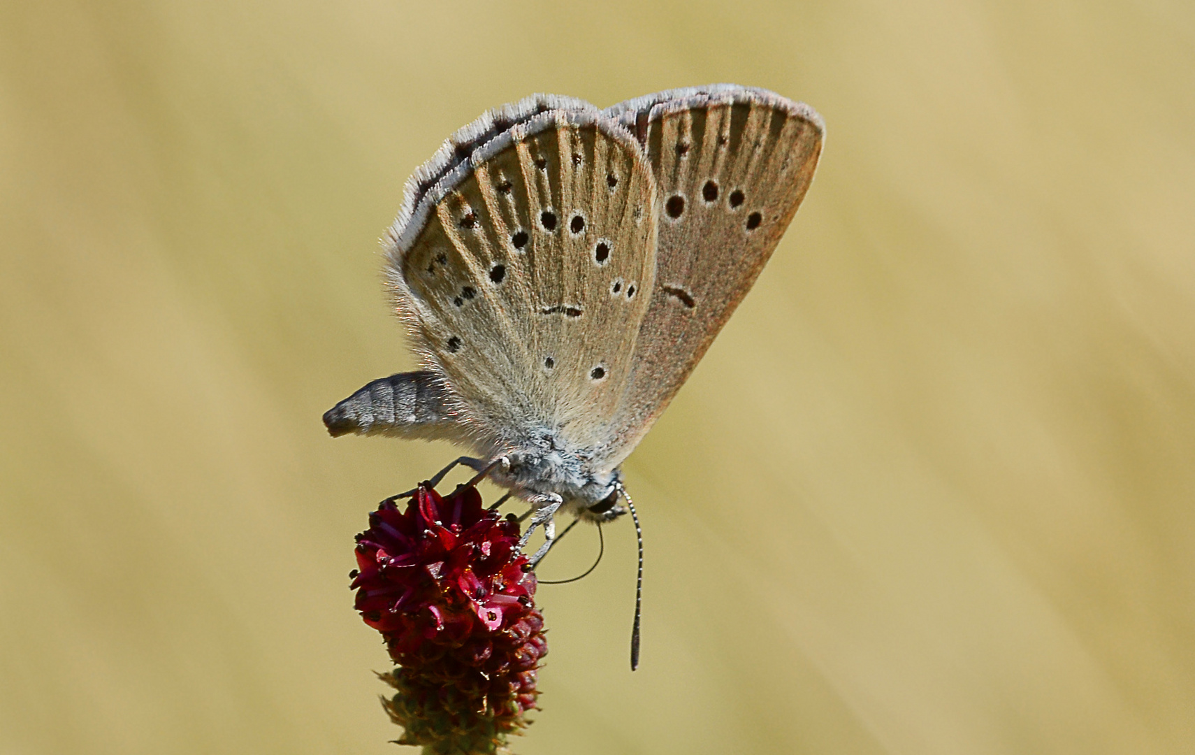 Wiesenknopf-Ameisenbläuling