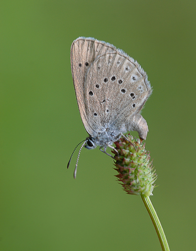 Wiesenknopf-Ameisenbläuling