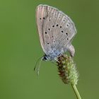 Wiesenknopf-Ameisenbläuling