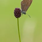 Wiesenknopf-Ameisenbläuling