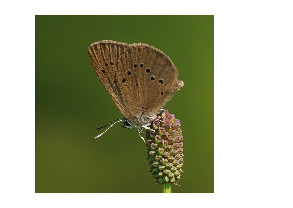 Wiesenknopf-Ameisenbläuling