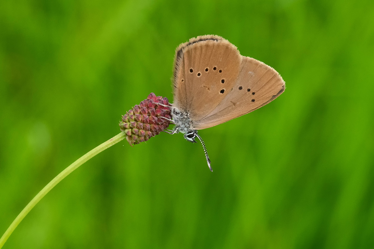 Wiesenknopf-Ameisenbläuling