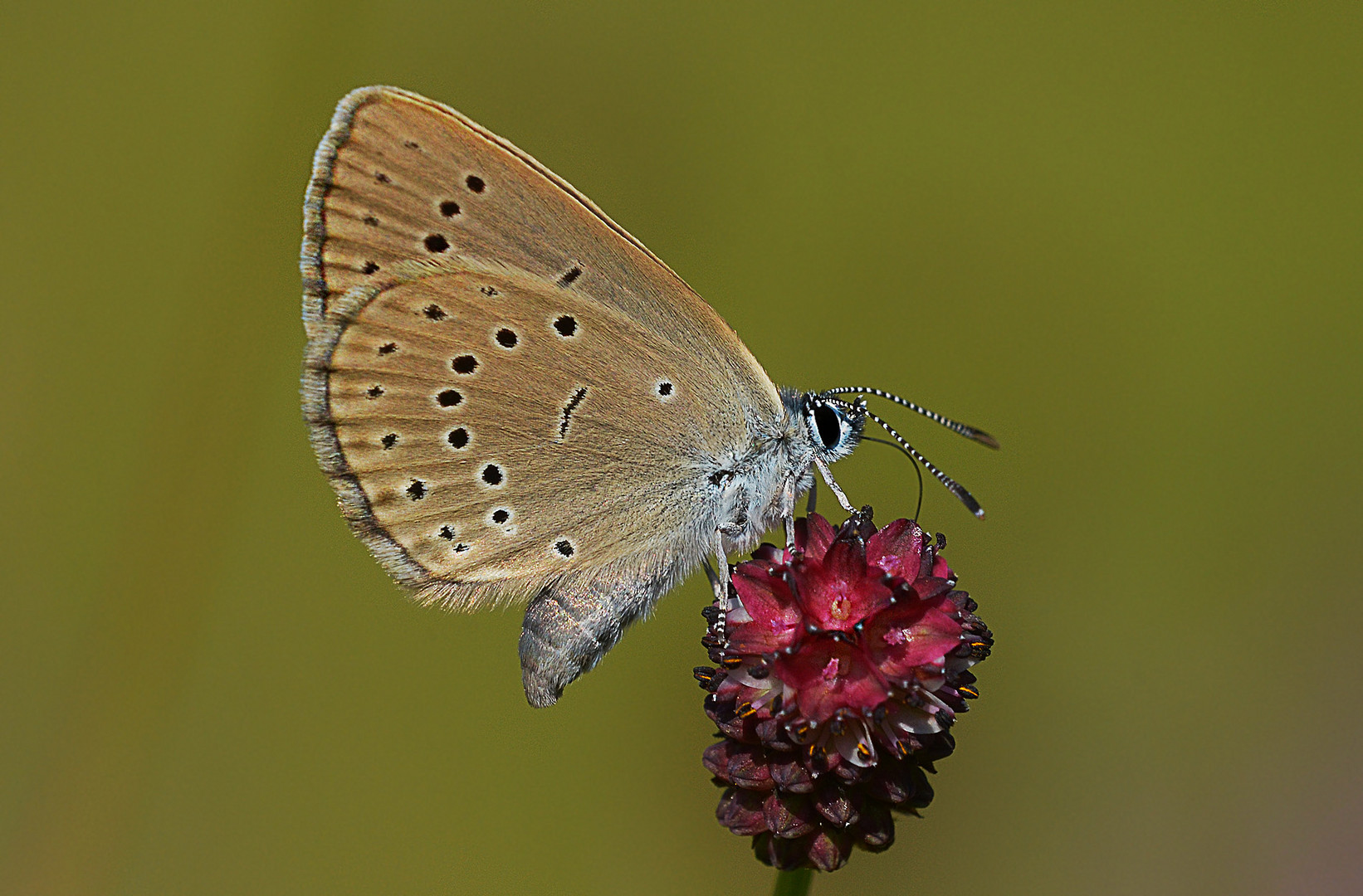 Wiesenknopf-Ameisenbläuling